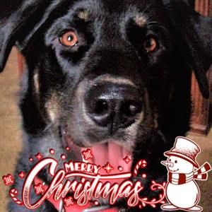 Meet your Posher, Mickey